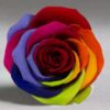 Rosa eterna Arcoiris
