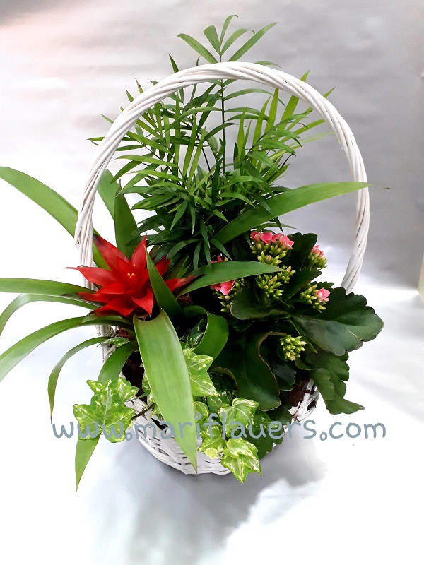 Cesta de plantas