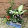 Baul de plantas