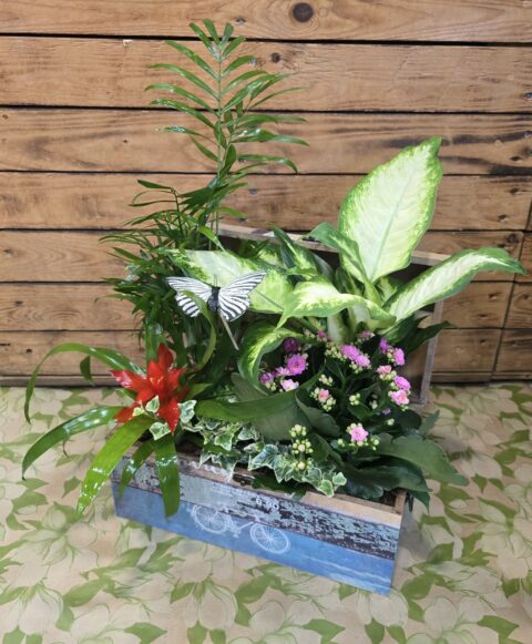 Baul de plantas