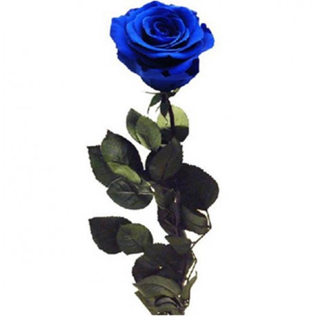 Rosa eterna con tallo