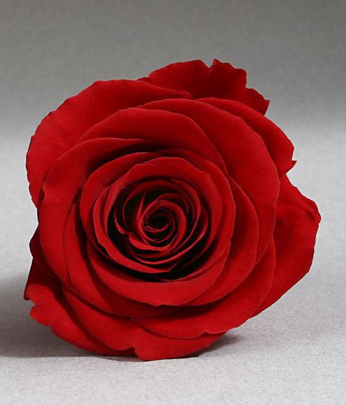 Rosa eterna con tallo