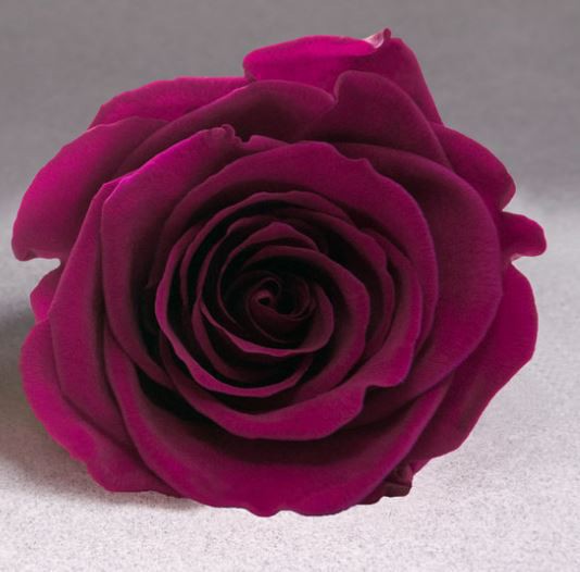 Rosa eterna con tallo