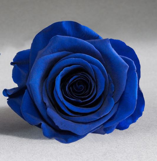 Rosa eterna con tallo