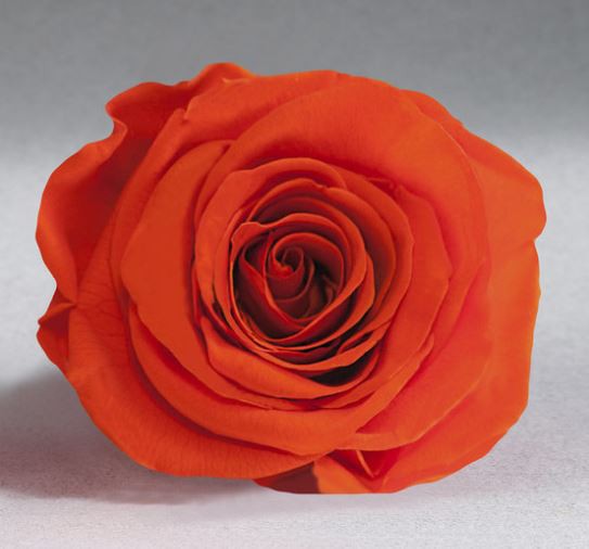 Rosa eterna con tallo