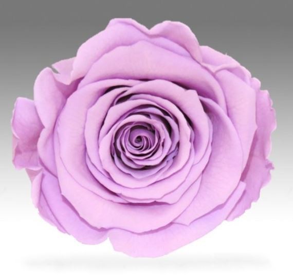 Rosa eterna con tallo