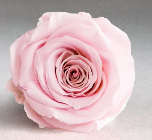 Rosa eterna con tallo