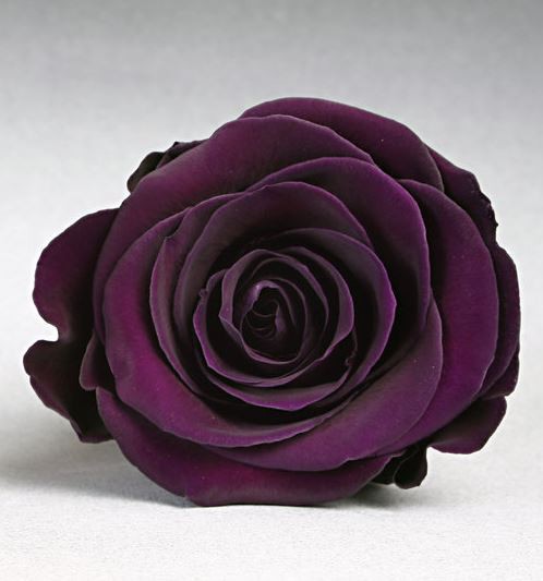 Rosa eterna con tallo