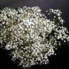 Paniculata