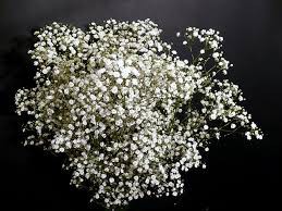 Paniculata