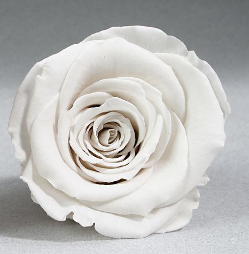 Rosa eterna "Bella y Bestia" grande