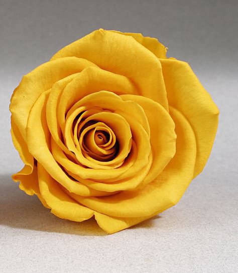 Rosa eterna "Bella y Bestia" grande