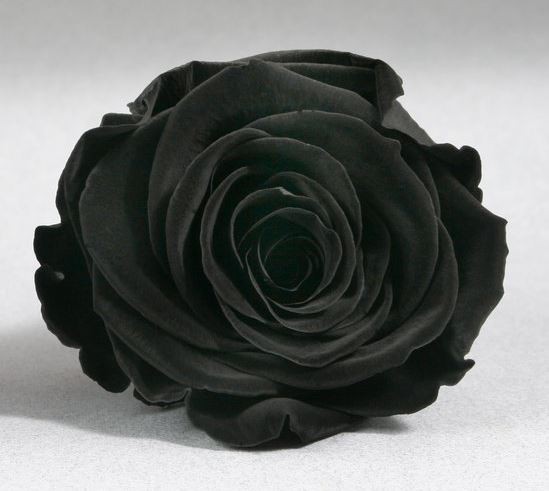 Rosa eterna "Bella y Bestia" grande