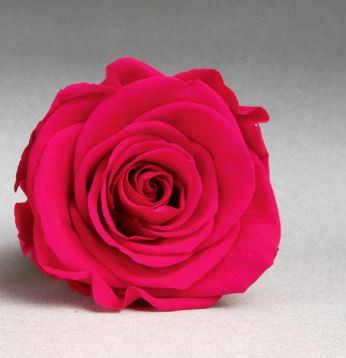 Rosa eterna "Bella y Bestia" grande