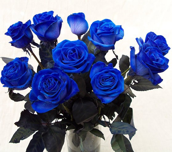 Rosas Azules