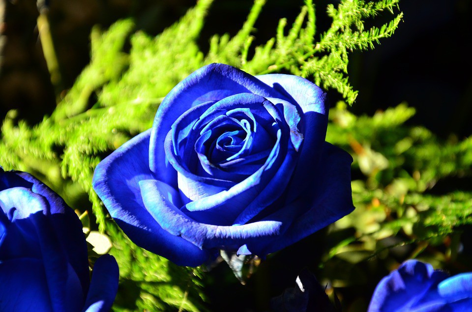 Rosas Azules