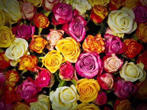 Rosas a la carta!