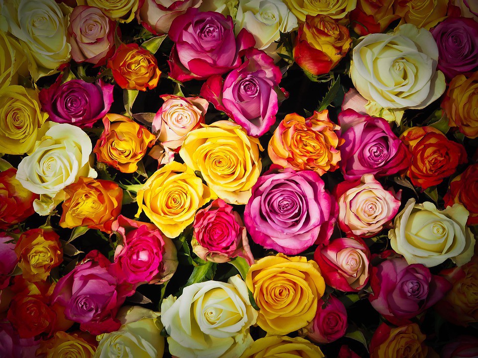 Rosas a la carta!
