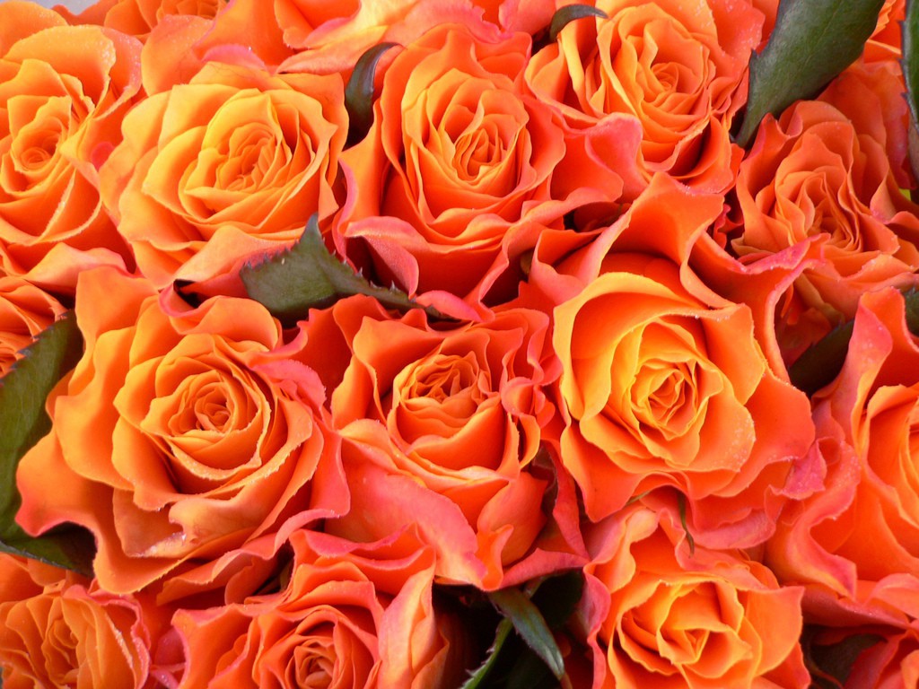 Rosas a la carta!