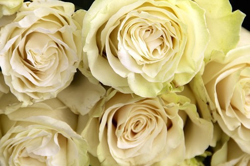 Rosas a la carta!