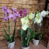 Orquidea Duo