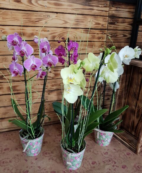 Orquidea Duo
