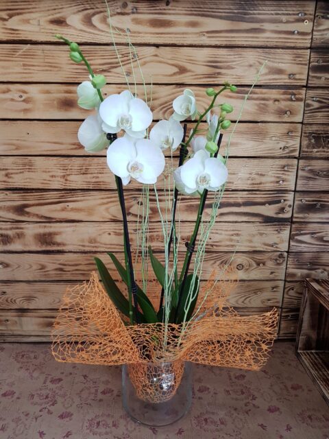 Orquidea Pureza