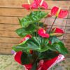 Anthurium