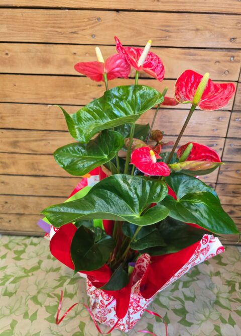 Anthurium