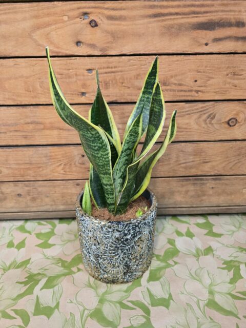 San Sevieria
