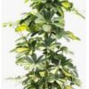 Schefflera