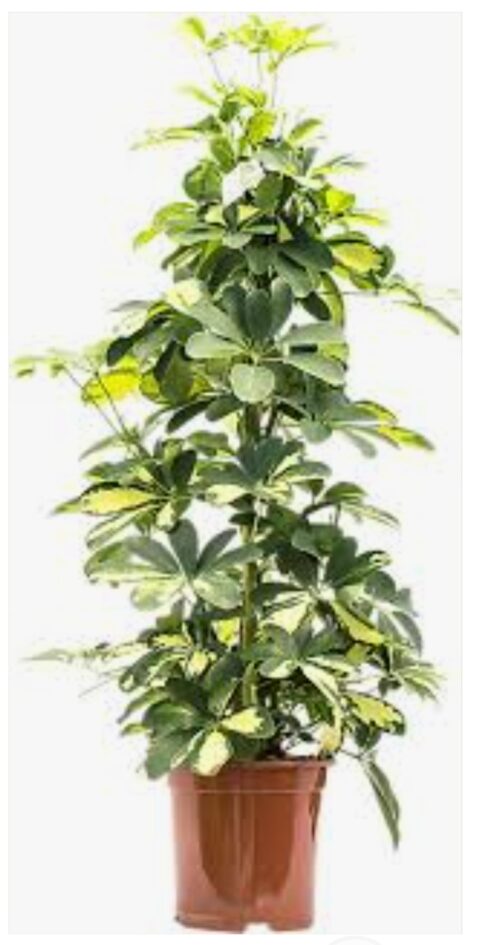 Schefflera