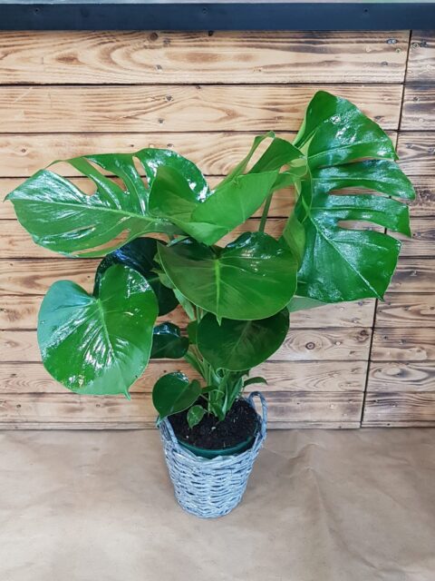 Monstera