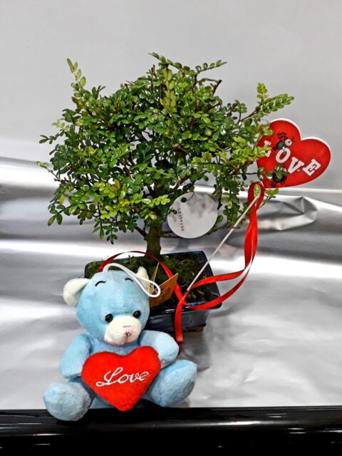 Bonsai San Valentin