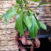 Planta Carnivora Nepenthes