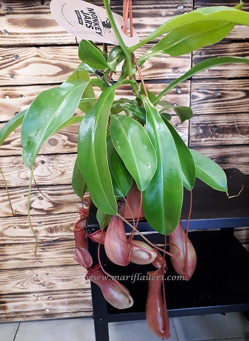 Planta Carnivora Nepenthes