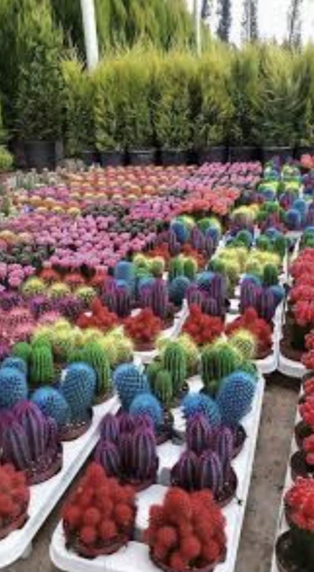 Cactus de Colores