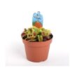 Planta Carnivora Dionaea