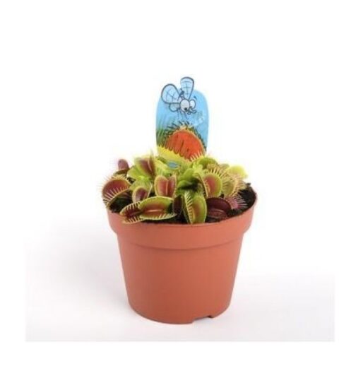 Planta Carnivora Dionaea
