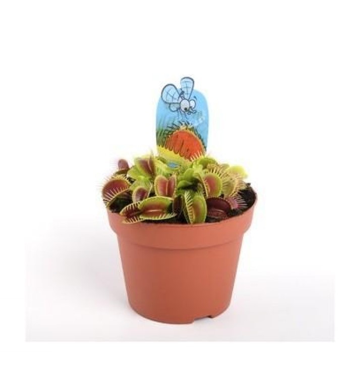 Planta Carnivora Dionaea