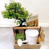 Jardinera Bonsai