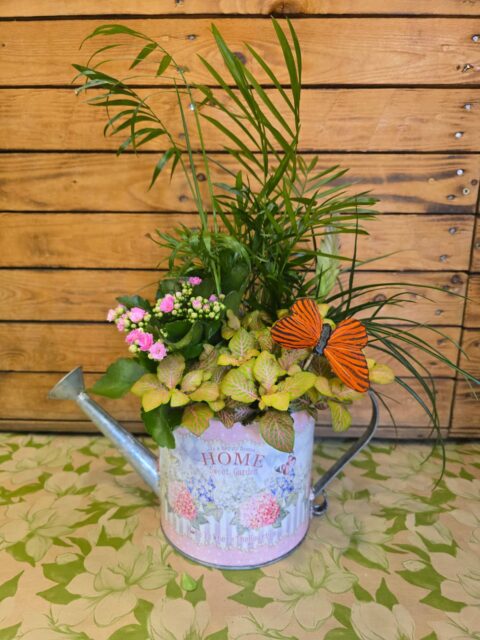 Regadera Plantas de Interior