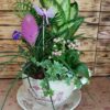 Taza Grande Plantas de Interior