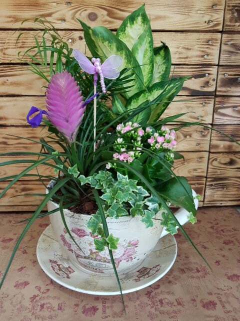 Taza Grande Plantas de Interior