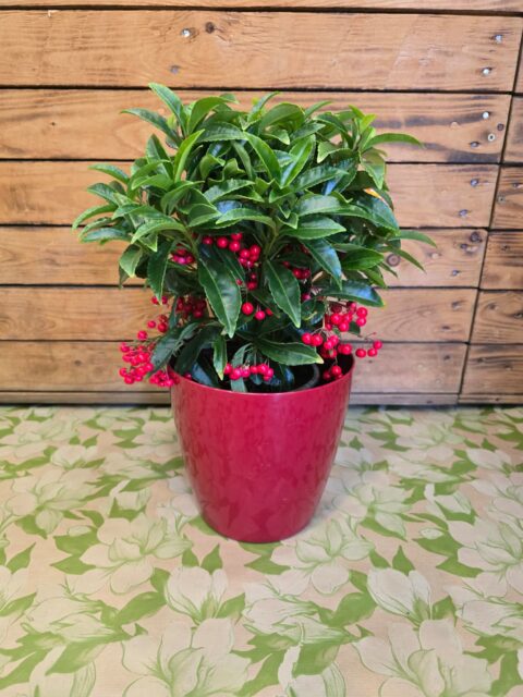Ardisia