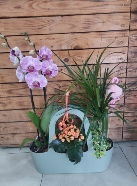 Plantas Keñia