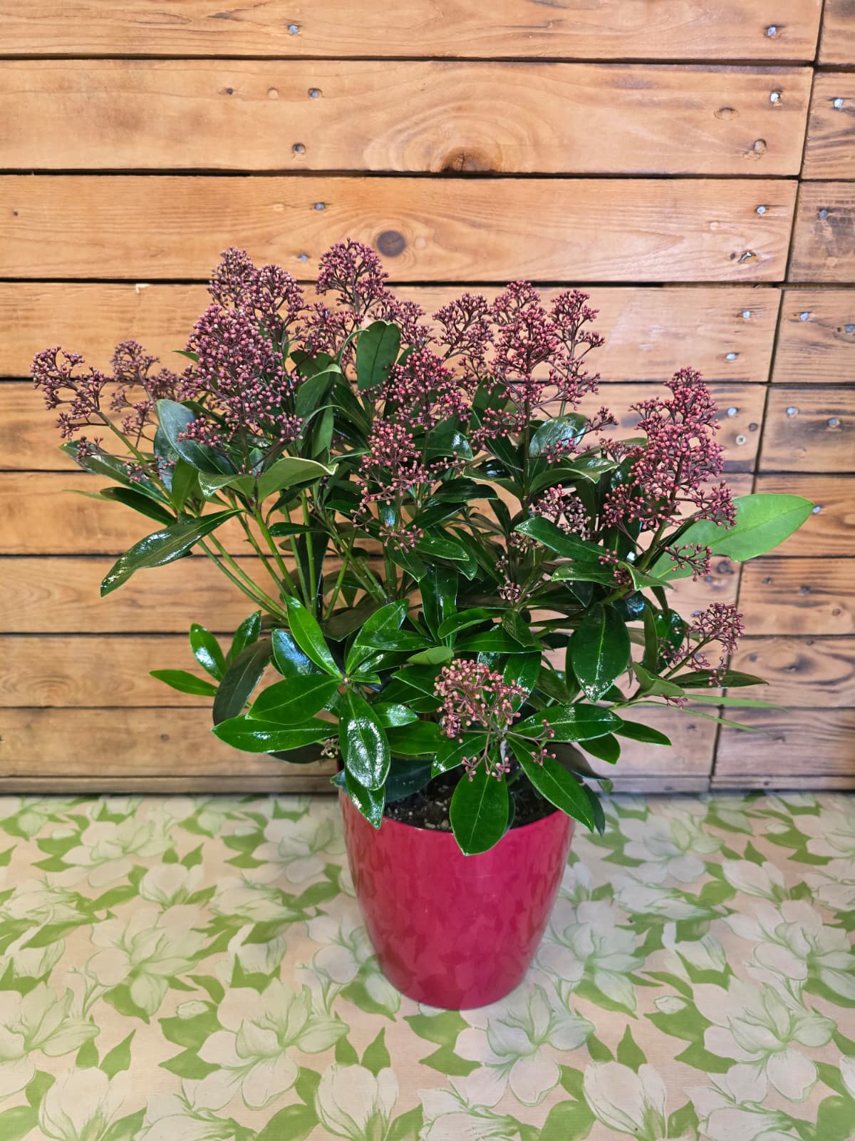 Skimmia
