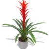 Guzmania
