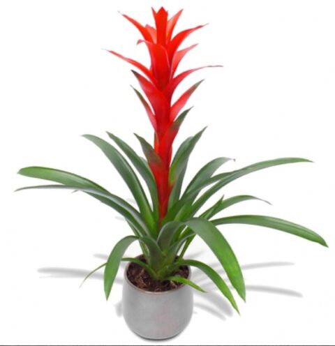 Guzmania