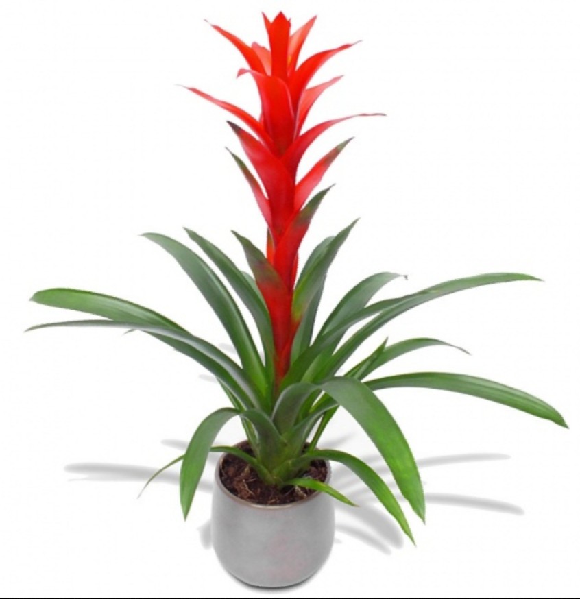 Guzmania